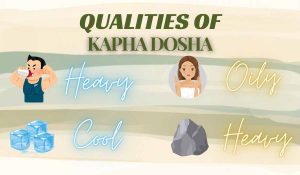 Qualities of kapha dosha